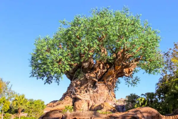 Tree of Life at Animal Kingdom