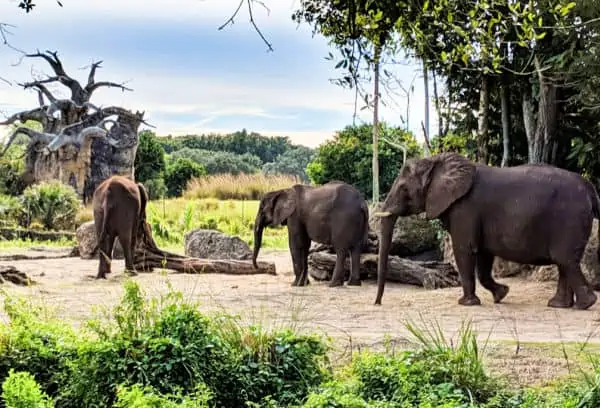 Caring for Giants tour at Disney's Animal Kingdom