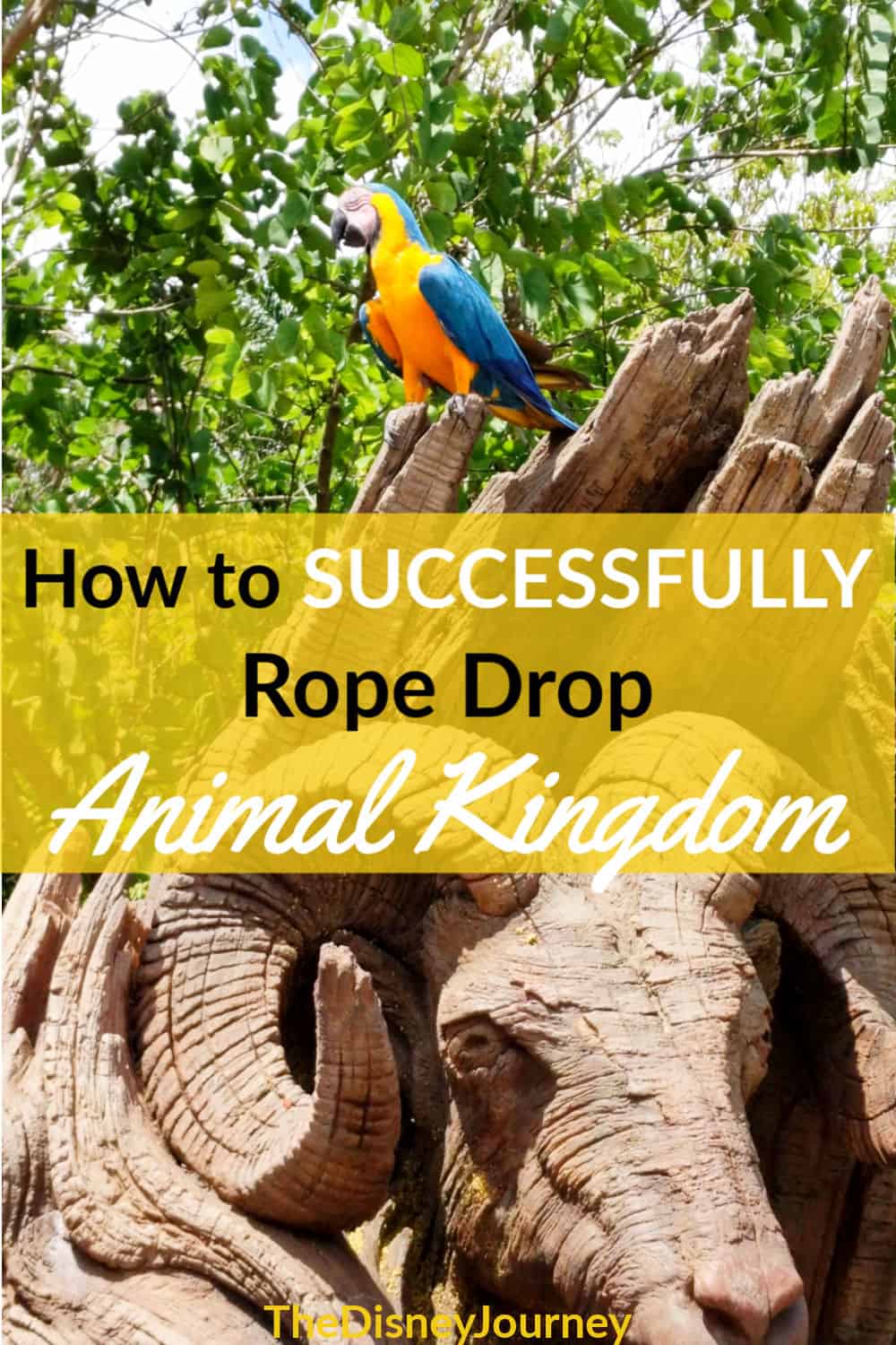 rope drop safari animal kingdom