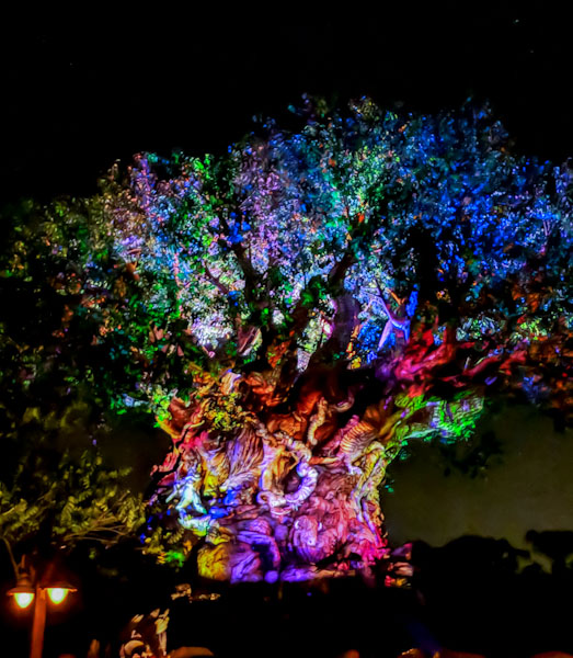 Tree of Life night time awakenings