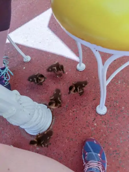 Ducklings outside The Plaza at Magic Kingdom