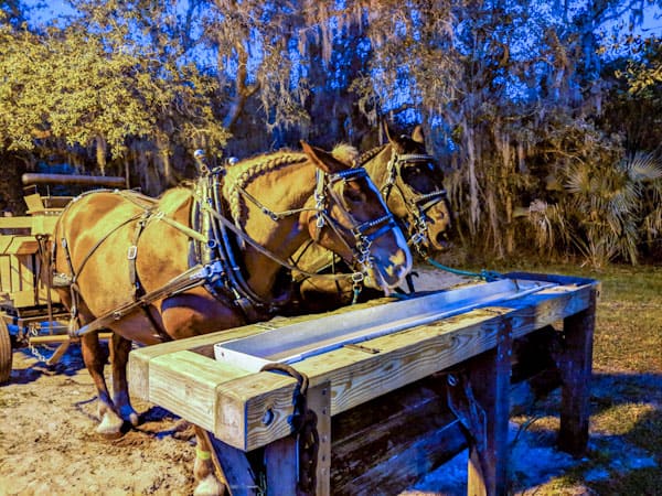 Horse drawn wagon at Disney's Fort Wilderness Resort